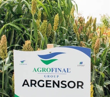 Argensor je středně raná jednosečná odrůda